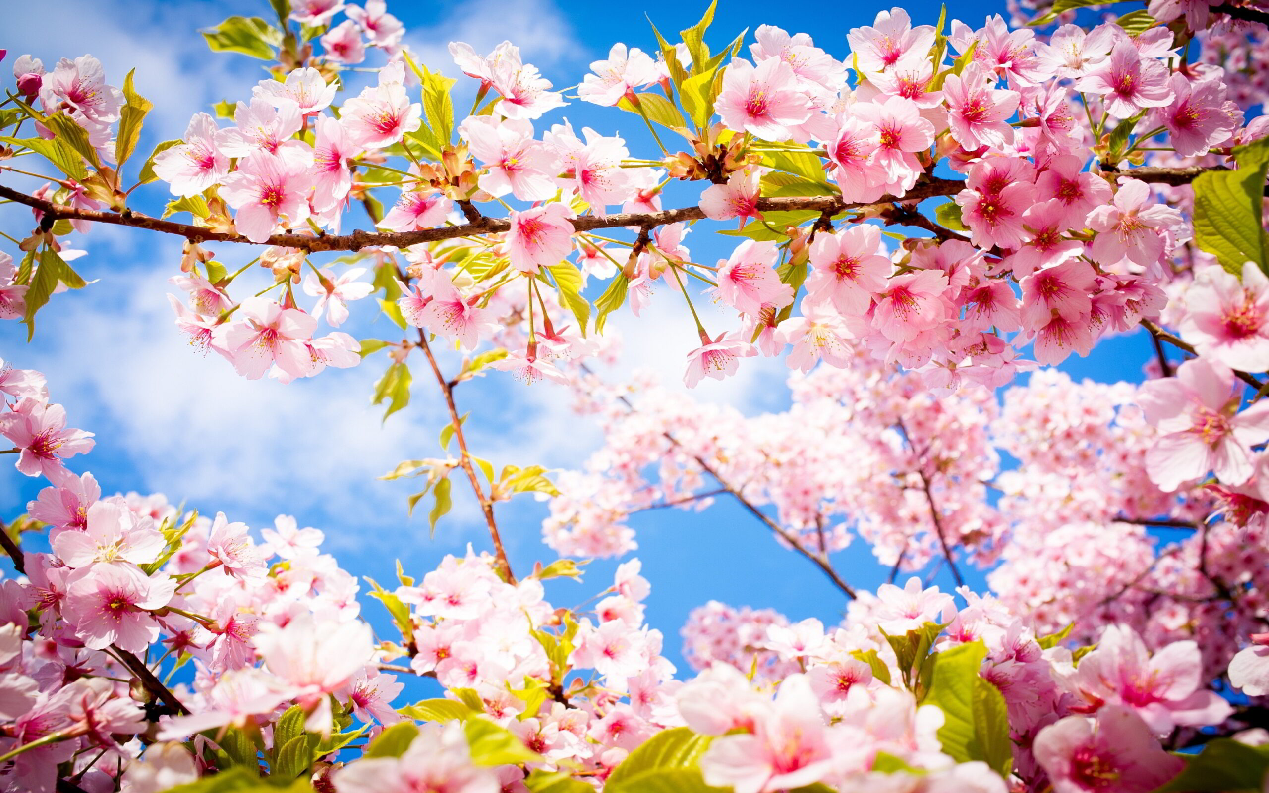 6356265956775845191660892217_cherry-blossom-spring1